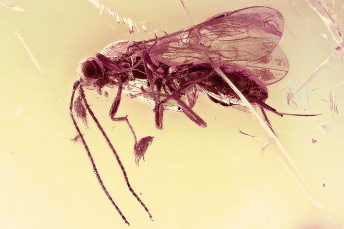 Detailed Fossil Ichneumon Wasp (Ichneumonoidea) In Baltic Amber #325370